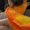 Kevin