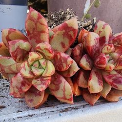 Succulents Plants Echeveria Jelly Jam Korean Imported Pick Up In Upland California 
