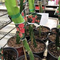 Red White Dragon Fruit 1 Gallon Seedling Plant