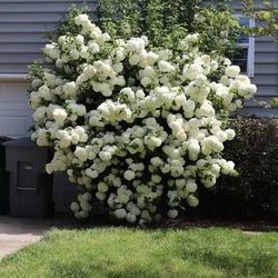 1gal ‘Popcorn’ Viburnum Bushes 