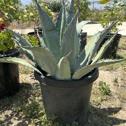 Maguey 