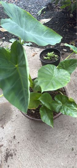Elephant Ears