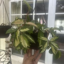 Hoya Carnosa ‘Krimson Princess’ – Lush Hanging Basket for Sale!