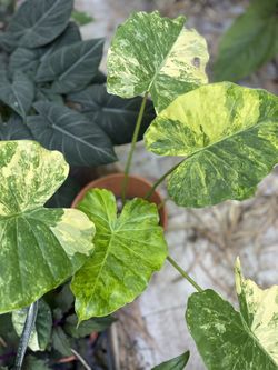 Alocasia Aurea Variegated