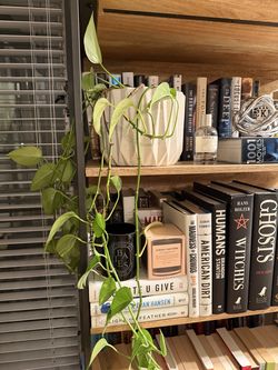Vine Plant and ceramic planter