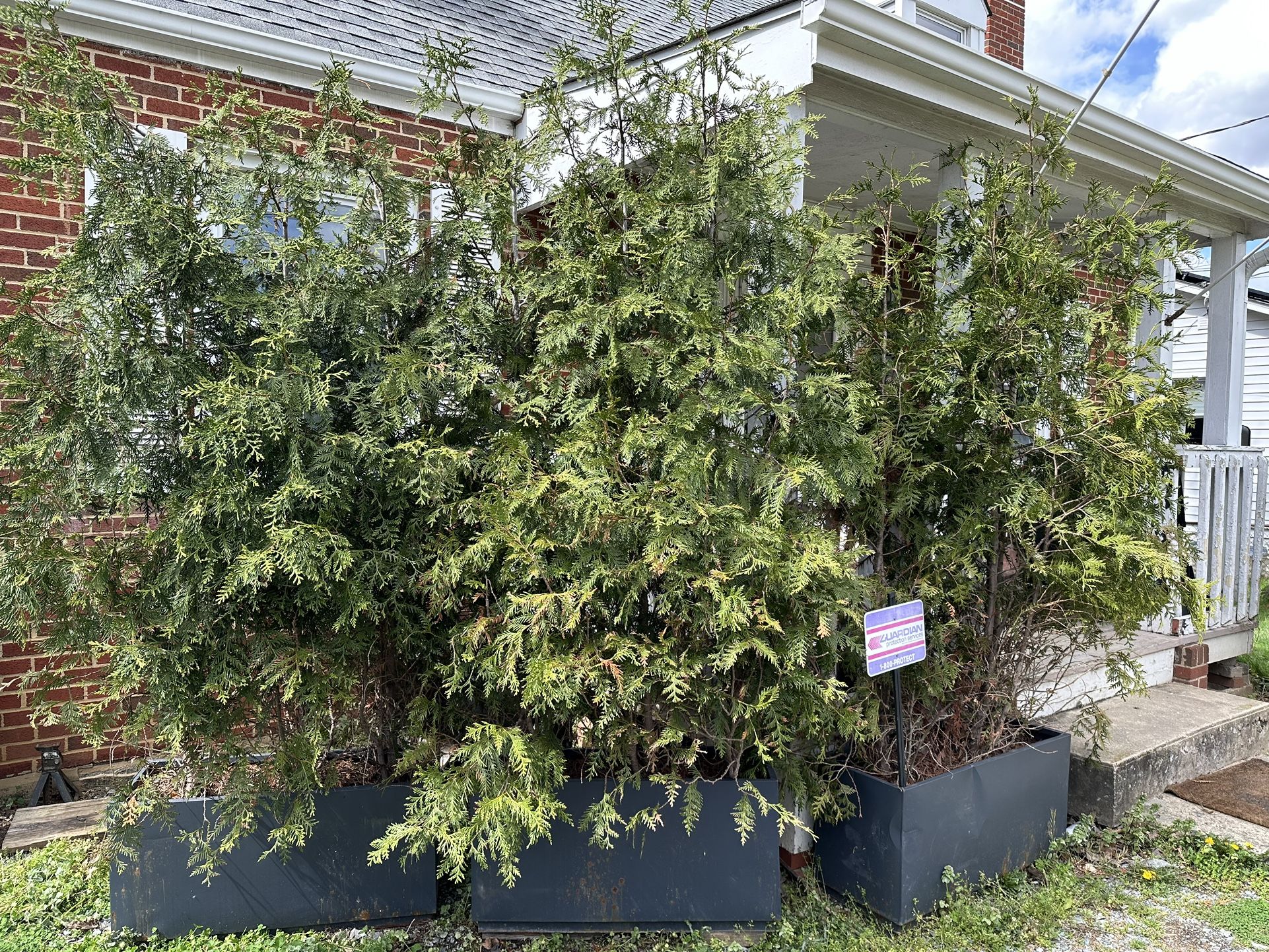 Large  Planter With Conifer Trees 