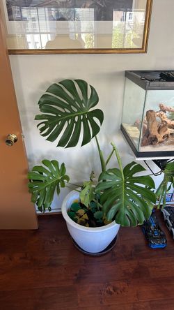 Monstera plant