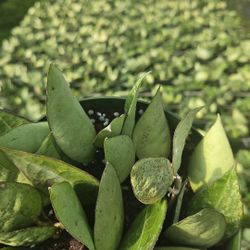 Hoya Black Margin 6” 🌿 – Rare & Exotic Foliage (Bulk & Individual)