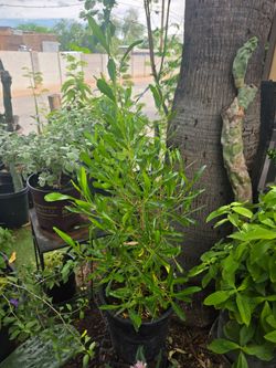 Hopbush plant