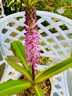 RARE PINEAPPLE LILY PLANT - In Bloom And Easy To Grow.