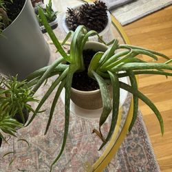 Aloe