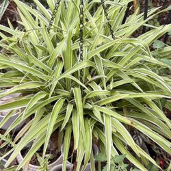 Spider Plant