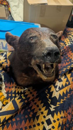 Black bear taxidermy