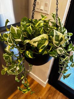 Pothos N'Joy Live Plant