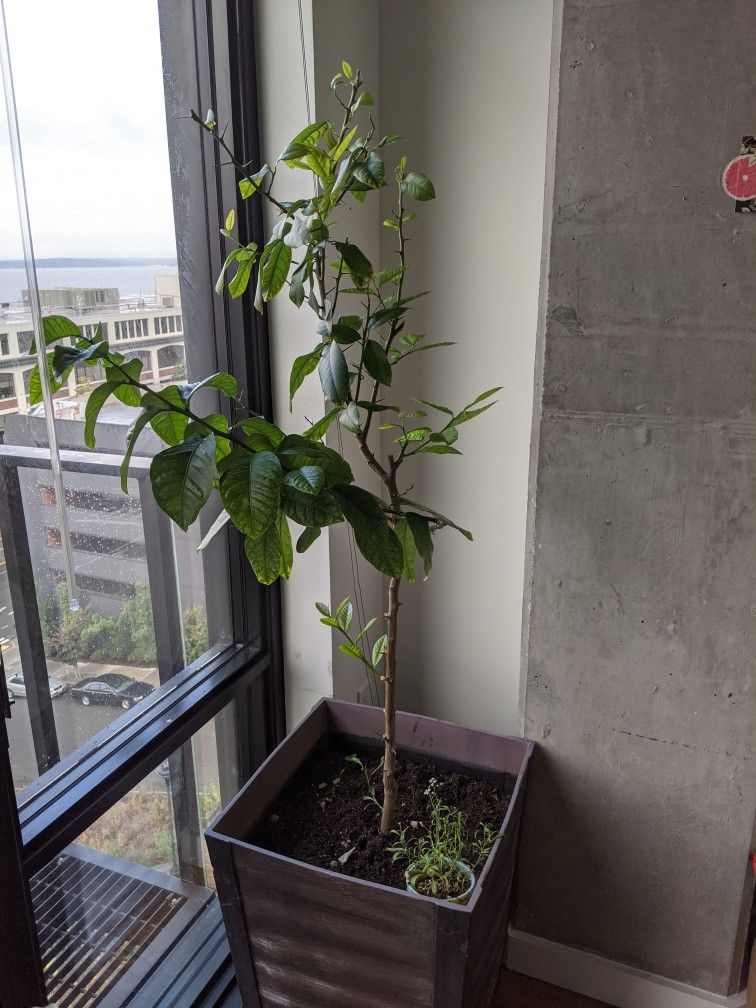 Citrus Tree in Outdoor Planter 