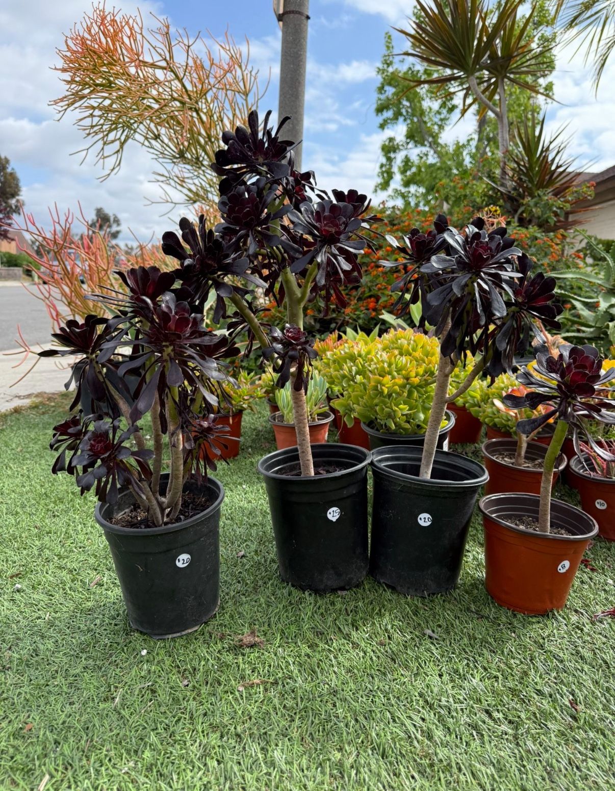 Black rose Succulents