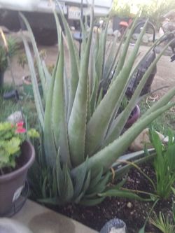 Beautiful Aloe Vera Plants for Sale