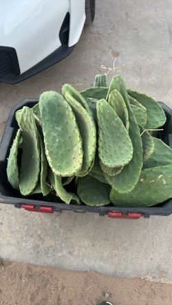 Free catus nopales gratis
