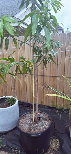 Mango Orange Sherbet Plant