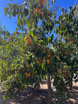 Fuji Persimmons