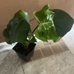 Monstera Deliciosa Plant (pls Read Description Below)