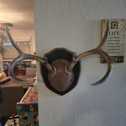 Antique Hat Rack Taxidermy 