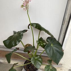 Begonia Red Fred Shade Plant, The Large Oval Leaves Are A Lustrous Maroon Color Is In 1 Gallon Pot 