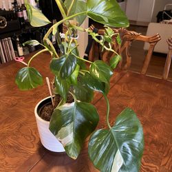 Live Plant Rare Philodendron 