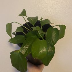 Pothos Plant 