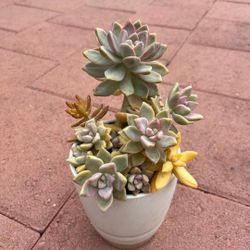 Large Beautiful Mix Variety Succulents Plants Flowers In Ceramic Pot Home Patio Yard Garden Lawn 