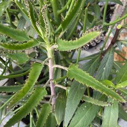 Mother Of Millions Succulent It Does Get A Red Flower Shoot As It Matures