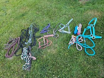 Halters and leads ropes
