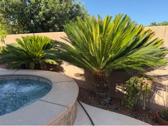 🌴 2 Mature Sago Palms – Buyer Digs & Hauls 🌴