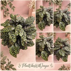 Huge Peacock Calathea Prayer Plant - 10inch