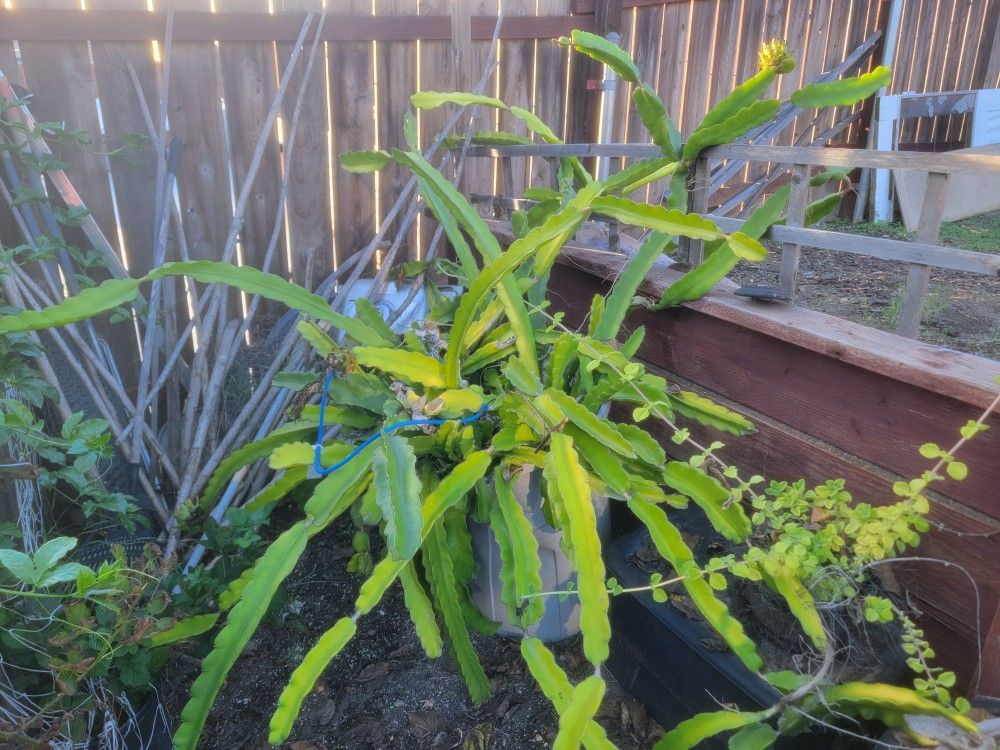 Dragon Fruit Cuttings