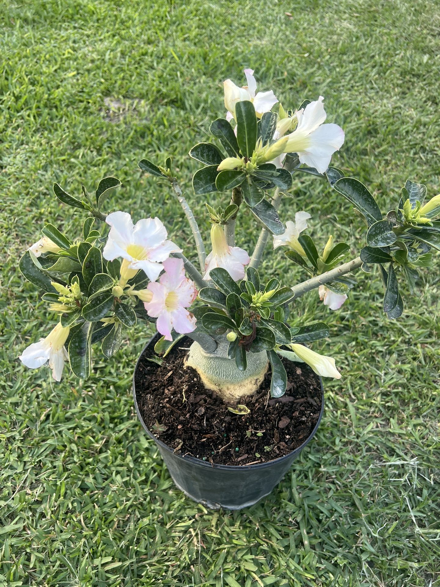 DESERT ROSE PLANT (3 Gallon Pot)
