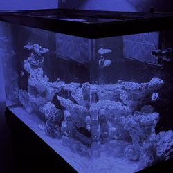 saltwater fish tank