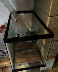 aquaruim 10 gallon