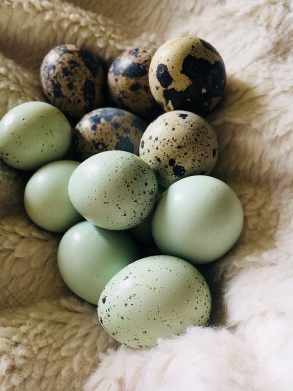 Specialty Fertile Coturnix Quail Eggs for Sale in City of Industry, CA
