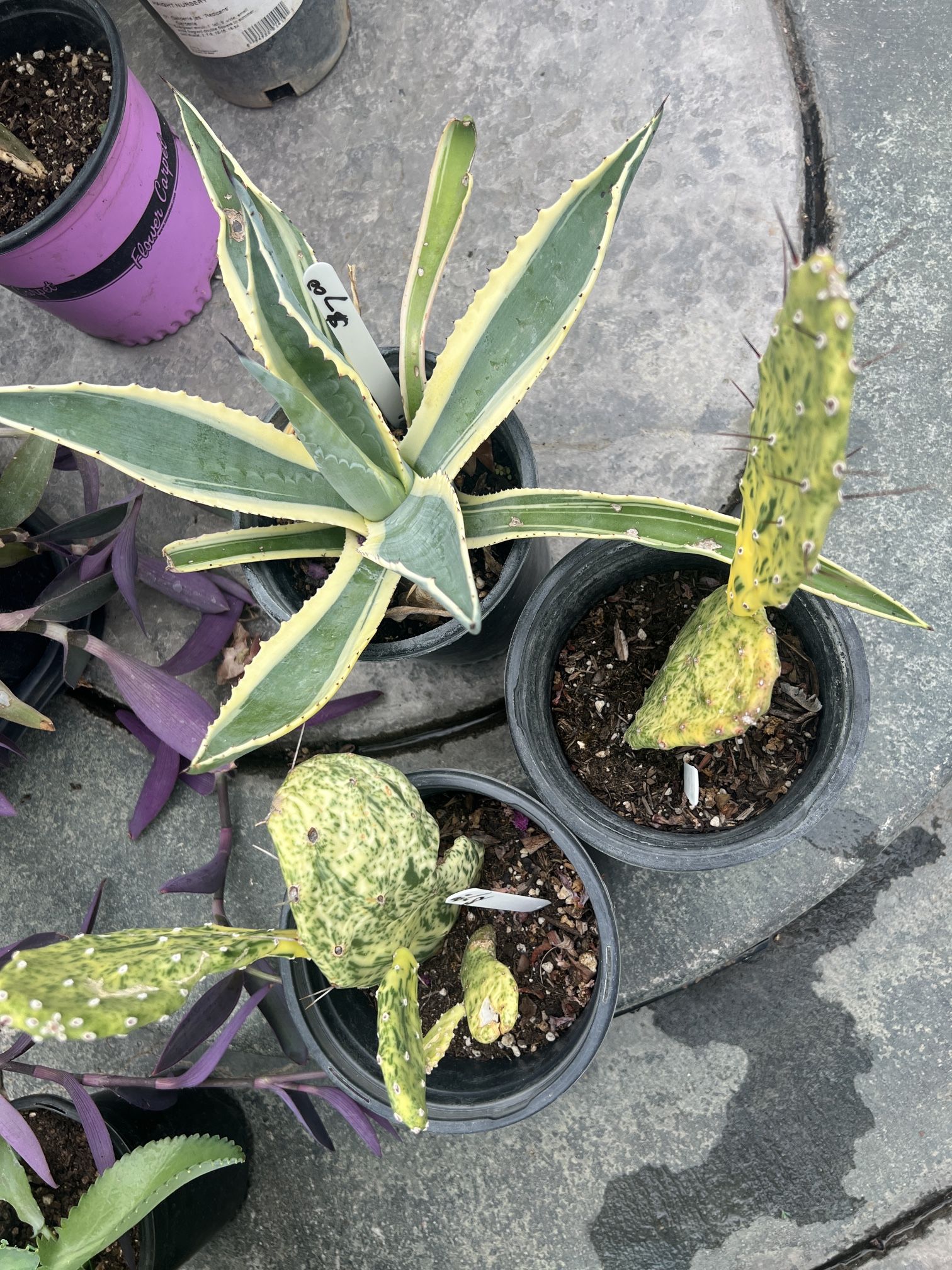 Cactus & Agave Plants $7/ea