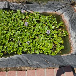 FREE POND PLANTS
