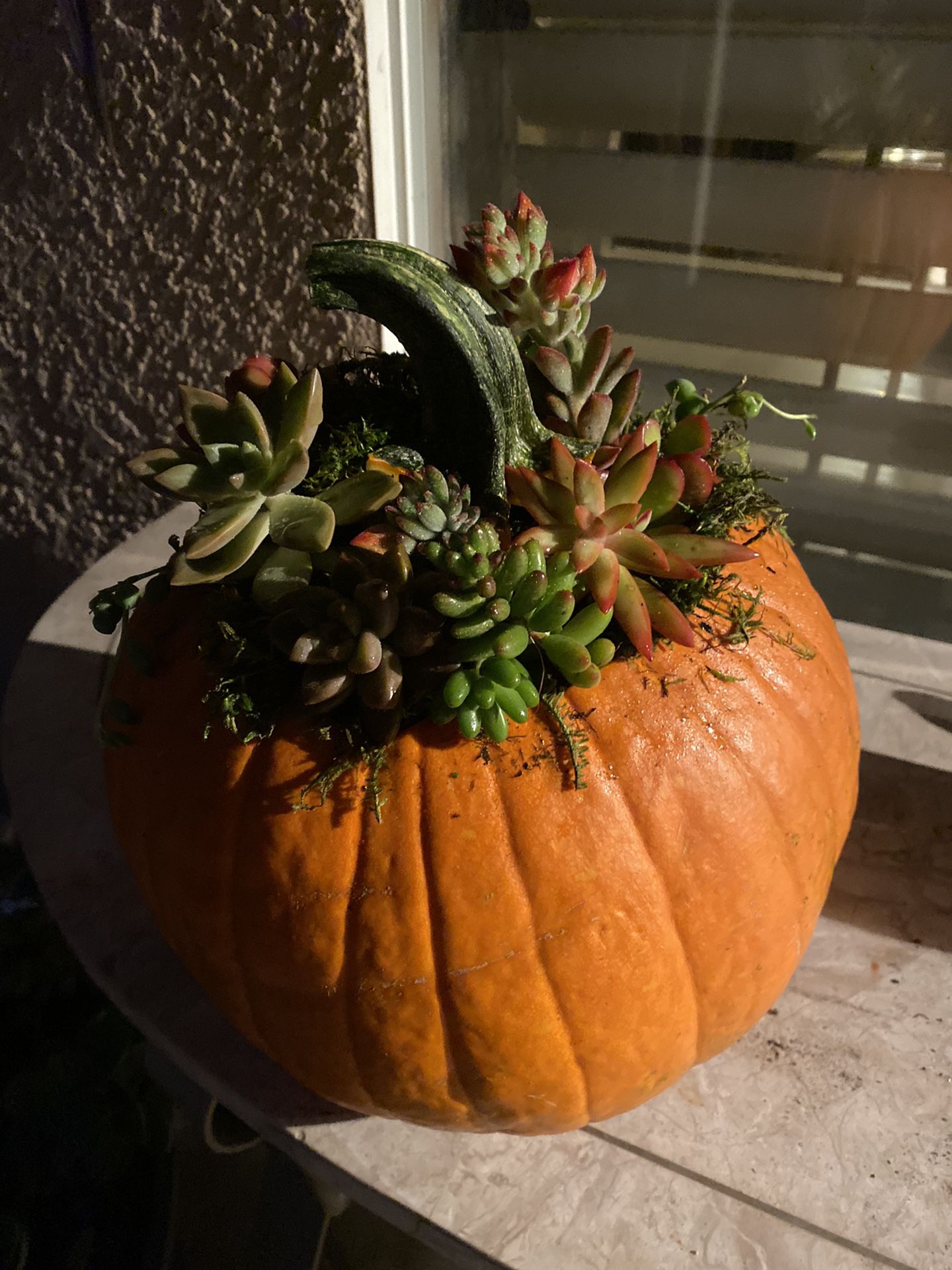 Real pumpkin and area succulents