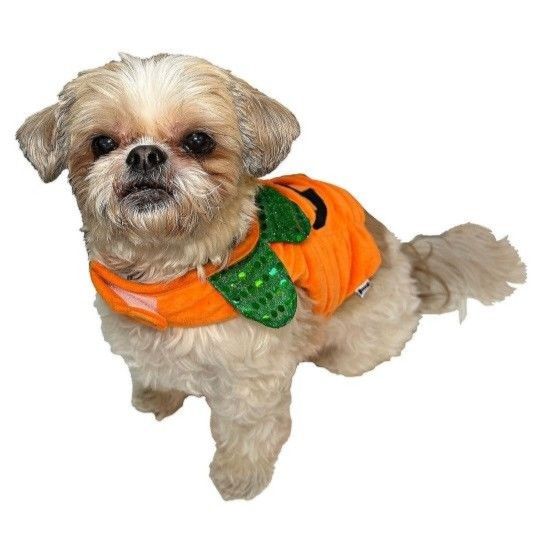 Woof Pumpkin Dog Costume