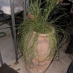 Large Clay Planter W/ Plant