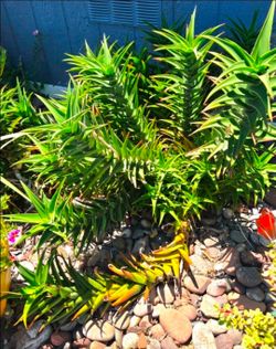 FREE Creeping Aloe plant succulent