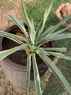 Part five of the many plants available for sale