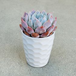 Succulents plants 🪴 