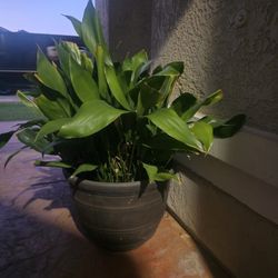 Plant