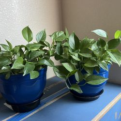 Indoor Plants $10 Each 