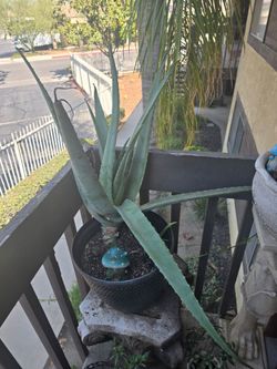 Large Aloe Vera Plant – Mature Healthy Succulent in Decorative Pot 🌵